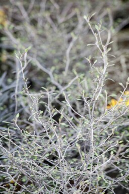 Corokia cotoneaster C2 40-50