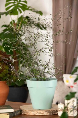 Corokia cotoneaster C2 40-50