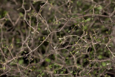 Corokia cotoneaster C2 40-50
