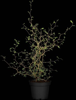 Corokia cotoneaster C2 40-50