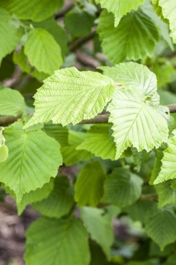 Hassel Corylus avellana buske Corylus avellana