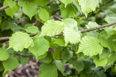 Hassel Corylus avellana buske Corylus avellana