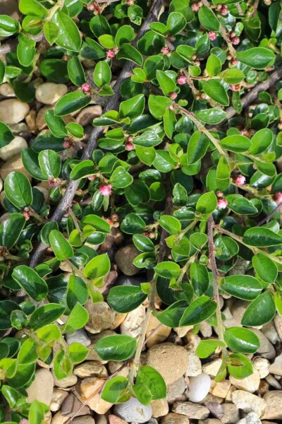 Cotoneaster dammeri 'Major' C1,7 20-25