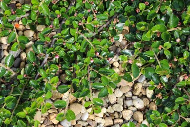 Cotoneaster dammeri 'Major' C1,7 20-25