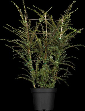 Cotoneaster horizontalis C1,5 15-20