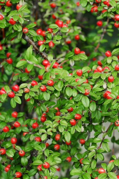 Cotoneaster suecicus 'Coral Beauty' P9 10-15