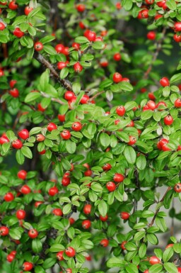 Cotoneaster suecicus 'Coral Beauty' P9 10-15