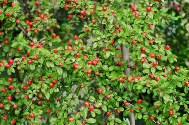 Cotoneaster suecicus 'Coral Beauty' P9 10-15