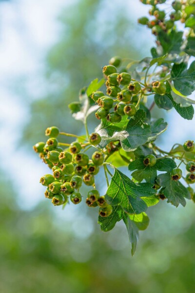 Crataegus monogyna C2,5 40-60