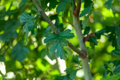 Crataegus monogyna C2,5 40-60
