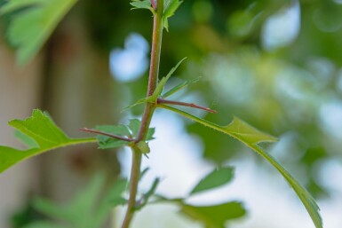 Crataegus monogyna C2,5 40-60