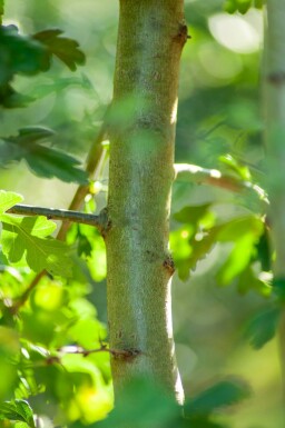 Crataegus monogyna C2,5 40-60