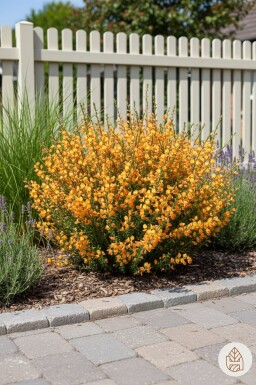 Cytisus 'Apricot Gem' buske 30-40 cm