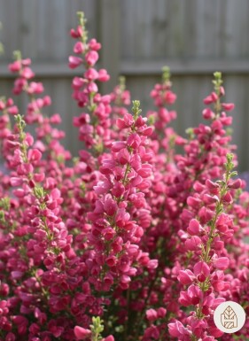 Cytisus 'Boskoop Ruby' buske 40-50 cm