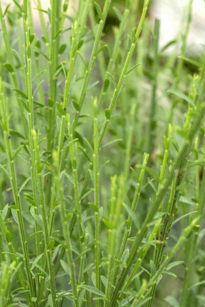 Cytisus 'Lena' C2 30-40