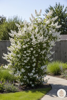 Deutzia magnifica buske 50-60 cm