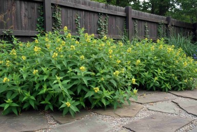 Diervilla sessilifolia 'Butterfly' buske 20-30 cm