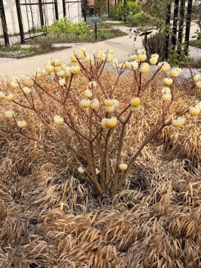Edgeworthia chrysantha buske 40-50 cm
