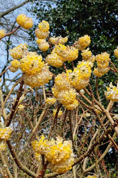 Edgeworthia chrysantha 'Grandiflora' C7,5 60-80
