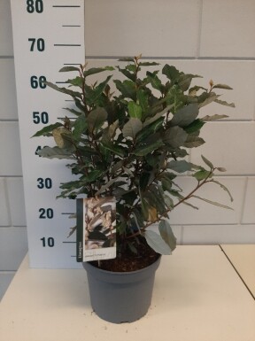 Elaeagnus ebbingei 'Compacta' buske 40-50 cm