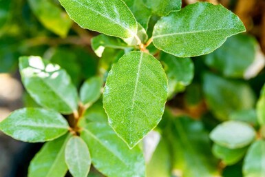 Elaeagnus ebbingei 'Compacta' C15 80-100