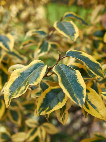 Silverbuske Elaeagnus pungens 'Maculata' buske 40-50 C3 Elaeagnus pungens 'Maculata' buske 40-50 cm