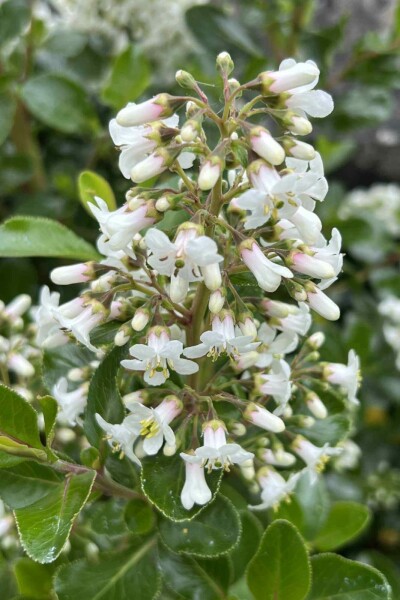Escallonia 'Iveyi' C3 20-30