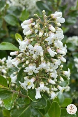 Escallonia 'Iveyi' buske 50-60 cm