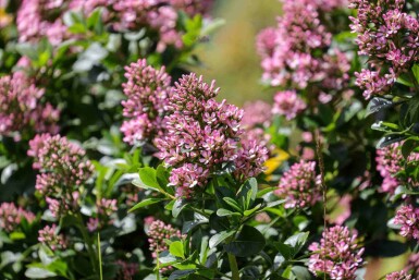 Escallonia 'Pink Elle' C5 40-50