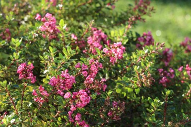 Escallonia 'Red Dream' C10 30-40