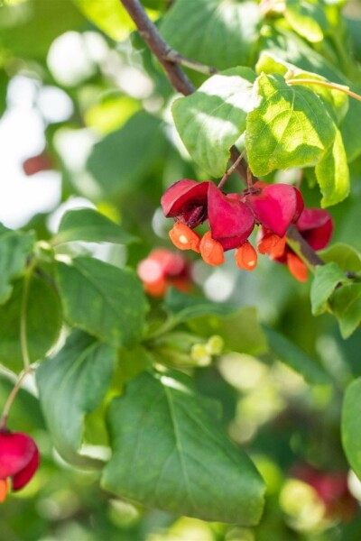 Euonymus europaeus C3 30-40