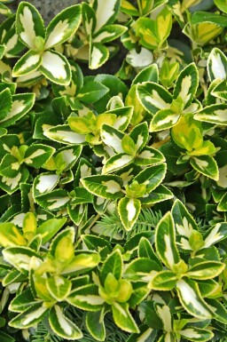 KlÀtterbenved Euonymus fortunei 'Blondy' buske Euonymus fortunei 'Blondy' buske