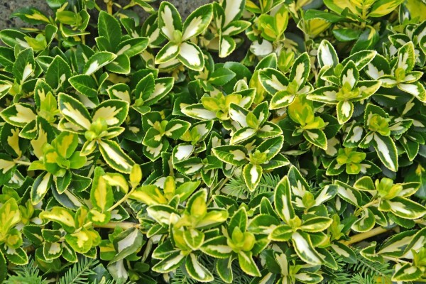 Euonymus fortunei 'Blondy' buske