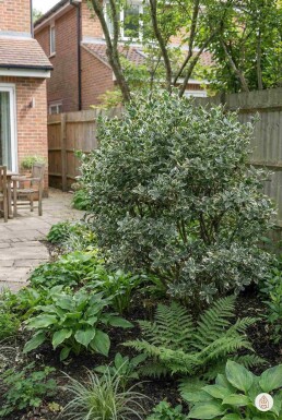 Euonymus fortunei 'Harlequin' buske 30-35 cm