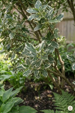 Euonymus fortunei 'Harlequin' buske 30-35 cm