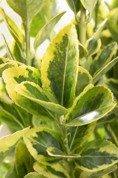 Euonymus japonicus 'Aureomarginatus' C2 20-25