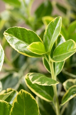 Euonymus japonicus 'Aureomarginatus' C2 20-25