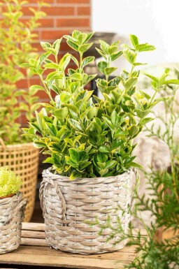 Euonymus japonicus 'Aureomarginatus' C2 20-25