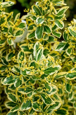 Euonymus japonicus 'Bravo' C5 30-40