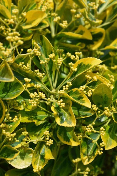 Euonymus japonicus 'Marieke' C2,5 25-30
