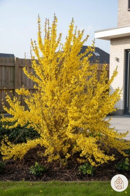 Forsythia intermedia 'Weekend' buske 100-125 cm