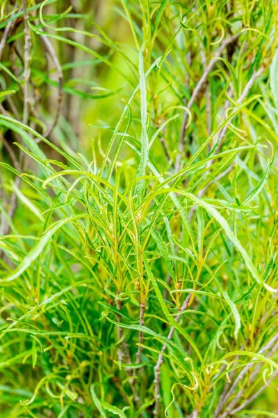 Frangula alnus 'Fine Line' C20 125-150