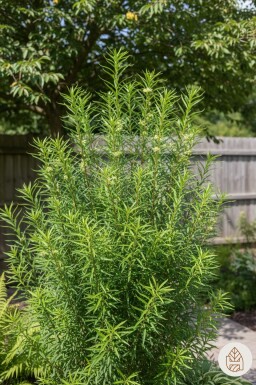 Frangula alnus 'Fine Line' buske 40-60 cm