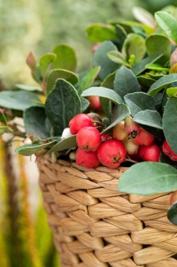 Gaultheria procumbens P10,5 5-10