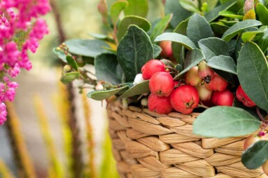 Gaultheria procumbens P10,5 5-10
