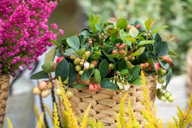 Gaultheria procumbens P10,5 5-10