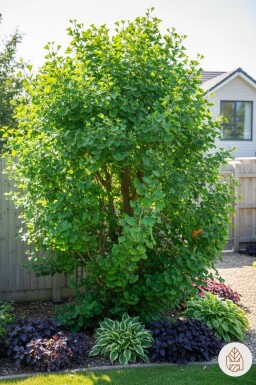 Ginkgo biloba buske 60-80 cm