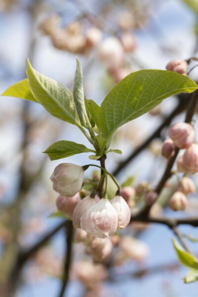 Halesia carolina C7,5 60-80