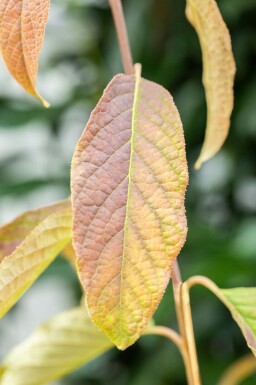 Halesia carolina C7,5 60-80
