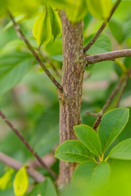 Halesia carolina C7,5 60-80